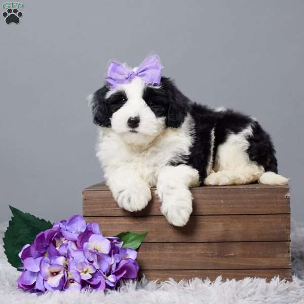 Salley, Mini Sheepadoodle Puppy